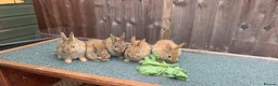 Netherland Dwarf rabbits for sale: Netherland Dwarf / Cross Baby Rabbits  - Advert 1