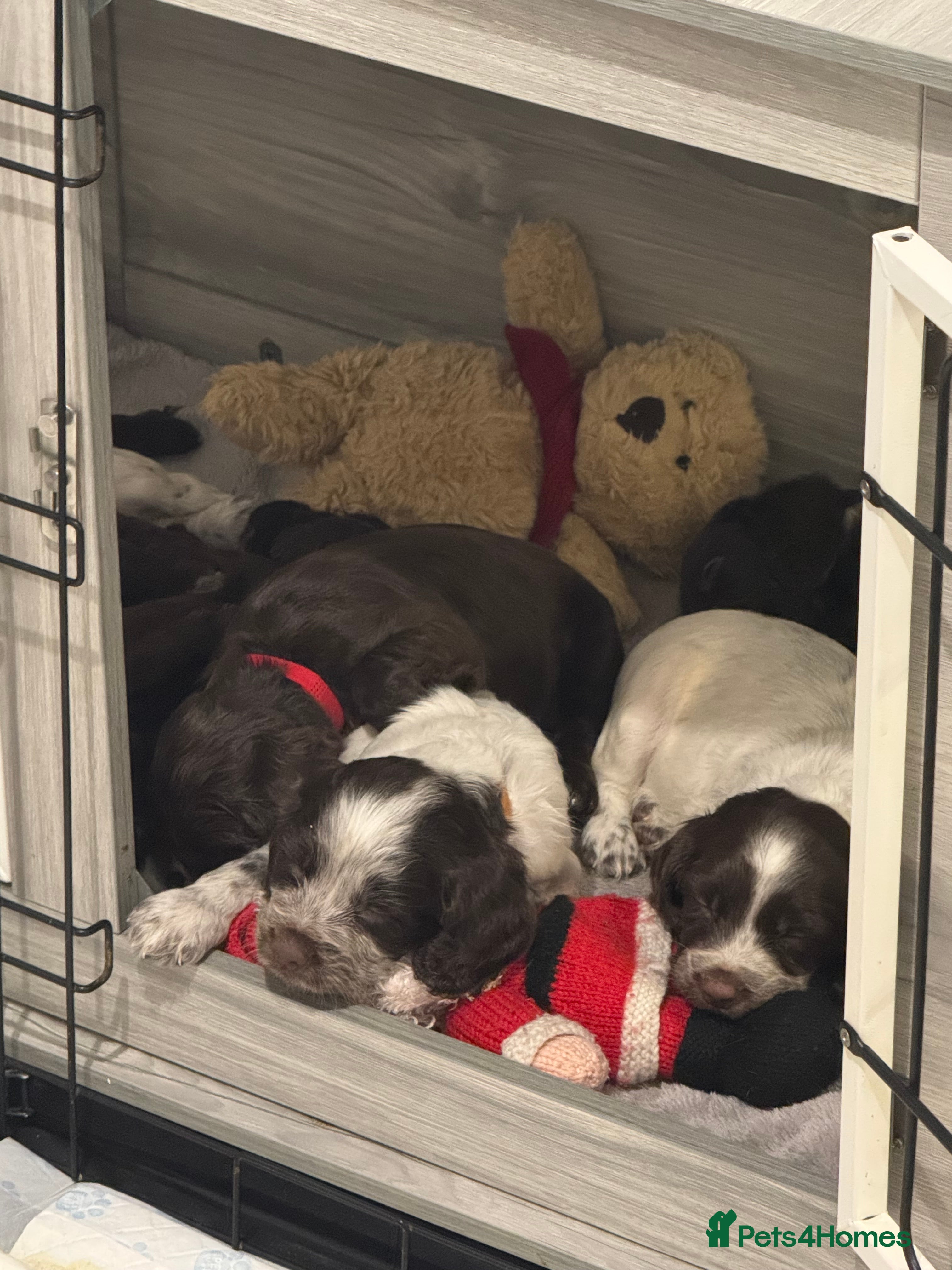 Cocker Spaniel dogs 5 week old litter of Cocker Spaniel puppies - Advert 3