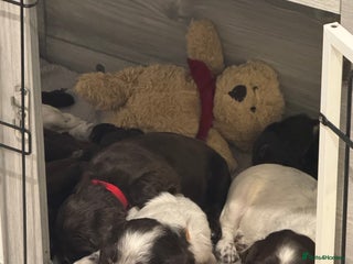 Cocker Spaniel dogs Litter of Cocker Spaniels ready for New Year - Advert 5