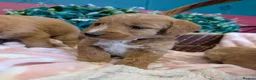 Australian Labradoodle dogs for sale: Stunning Red Australian Labradoodle puppies  - Advert 16
