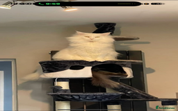Maine Coon cats for sale: Stunning Pedigree Pure White Maine Coon Kitten - Image 6
