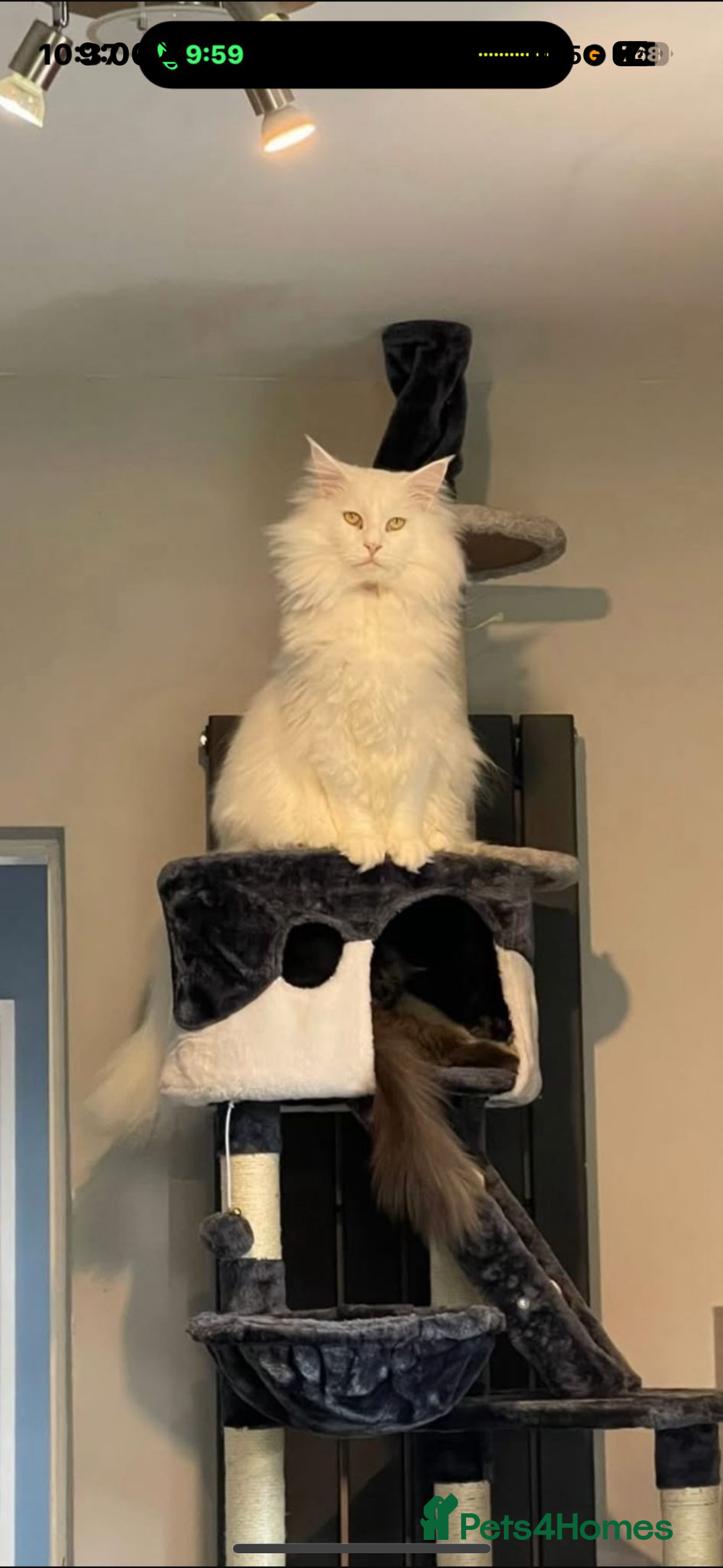 Maine Coon cats for sale: Stunning Pedigree Pure White Maine Coon Kitten - Image 6