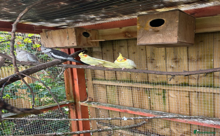 Parakeets birds - Advert 2