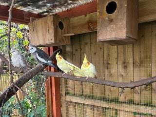 Parakeets birds - Advert 30