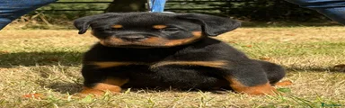 Rottweiler 3