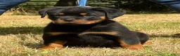 Rottweiler dogs for sale: 🤩 Elite Level XXL Rottweiler puppies 🤩 - Advert 5