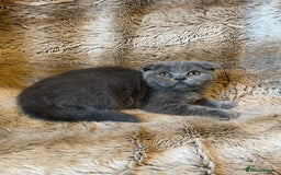 Scottish Fold cats for sale: Scottish fold kittens for sale - Image 17
