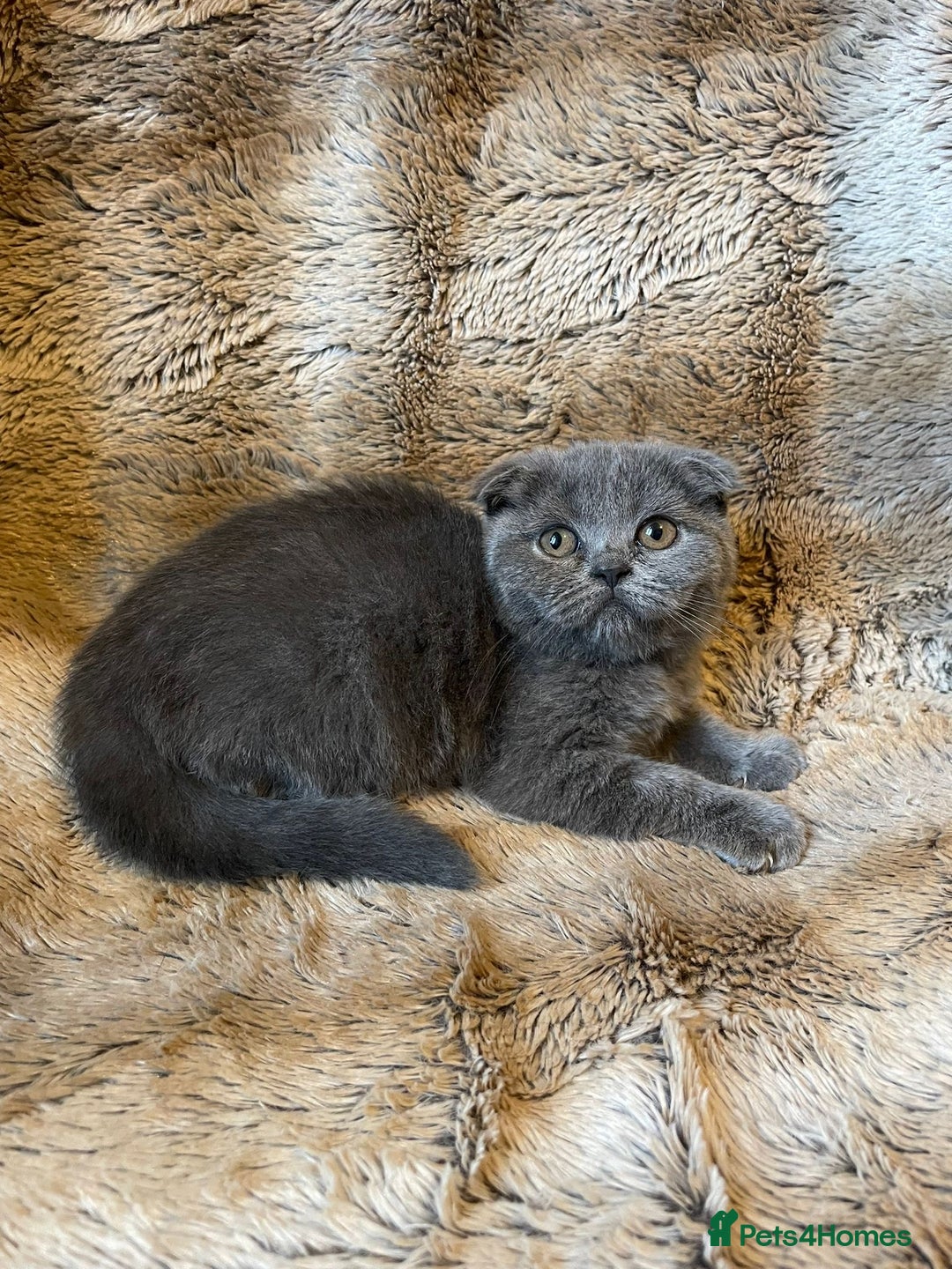Scottish Fold cats for sale: Scottish fold kittens for sale - Image 17