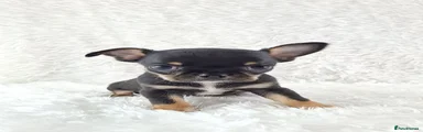 Black and Tan Boy 