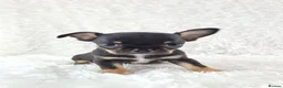 Chihuahua dogs for sale: Tiny Chihuahua Puppies  - Advert 9