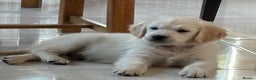 Golden Retriever dogs for sale: Beautiful littler of golden retrievers  - Advert 4