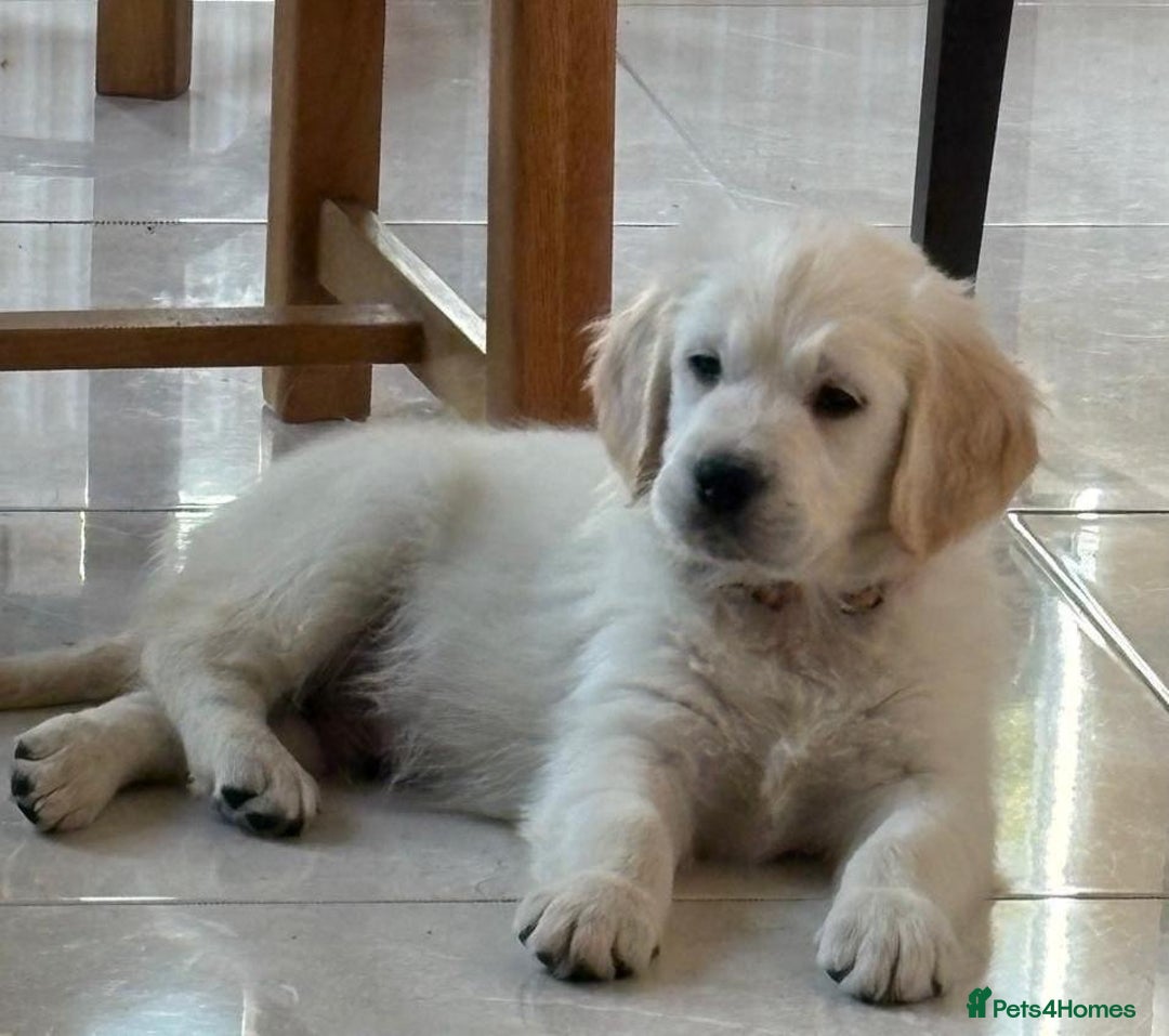 Golden Retriever dogs for sale: Beautiful littler of golden retrievers  - Advert 4