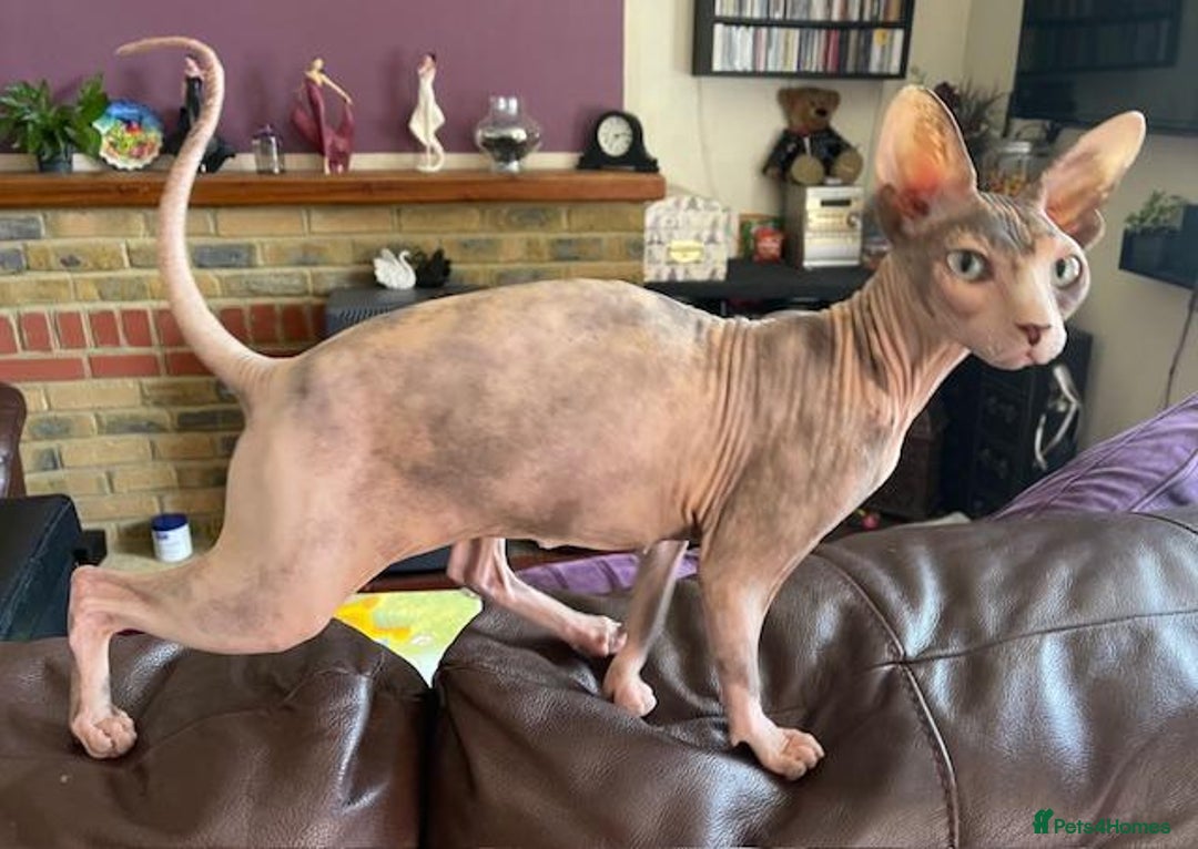 Sphynx cats for sale: Sphynx Adult Spayed Female - Image 3