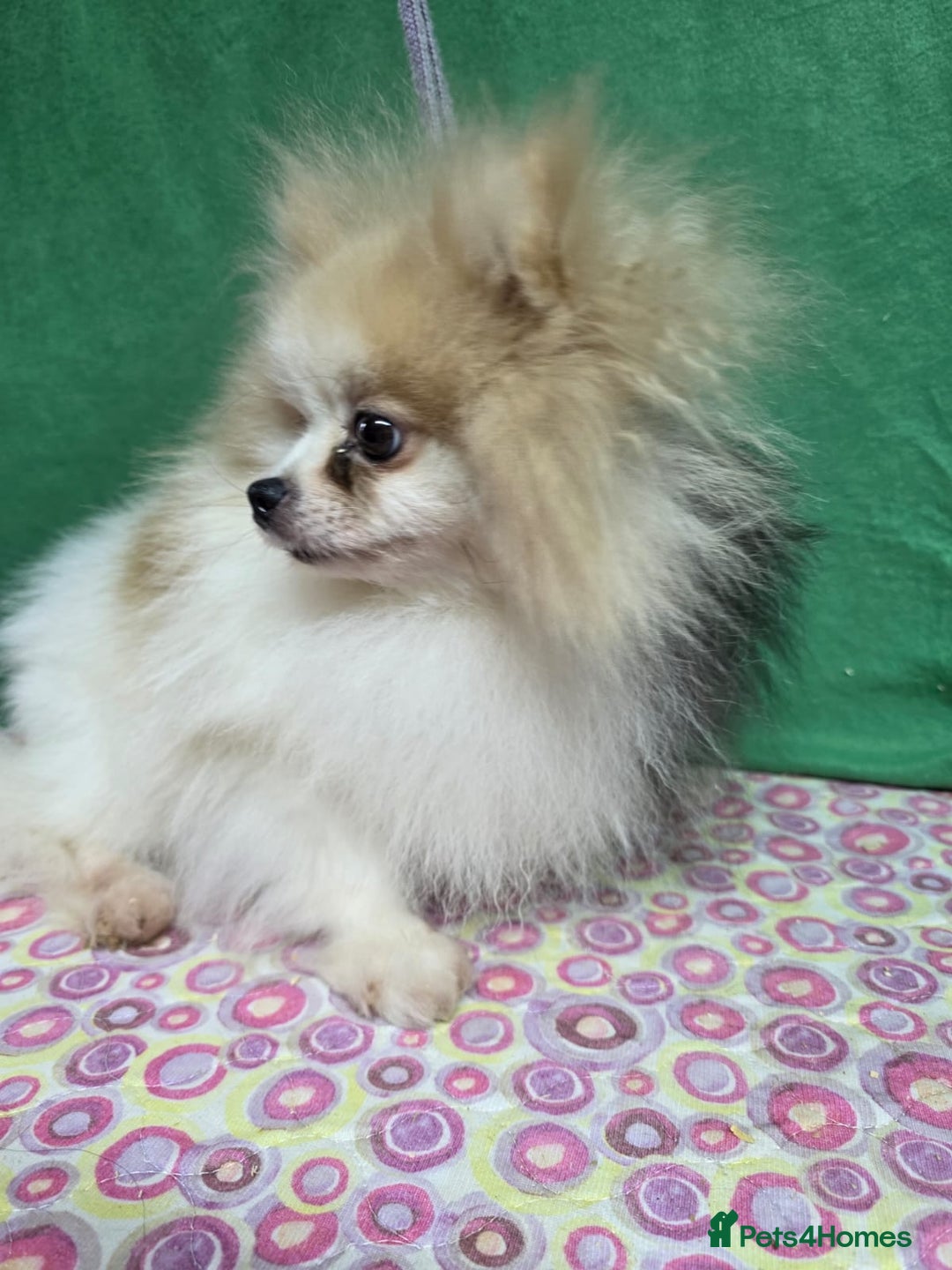 Pomeranian dogs for adoption: ZARA – Pomeranian (Female) - Advert 2