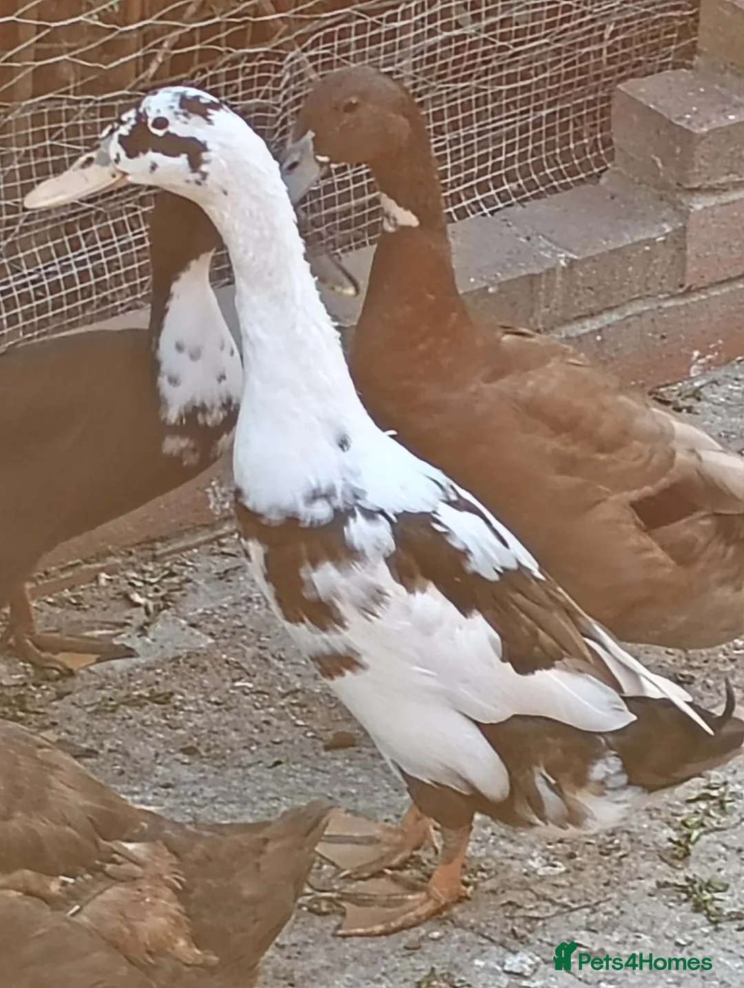Chickens poultry for sale: Three Drakes Available in Castleford - Advert 3