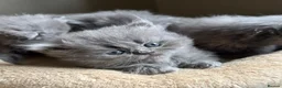 Persian cats for sale: Beautiful Persian kittens  - Advert 2