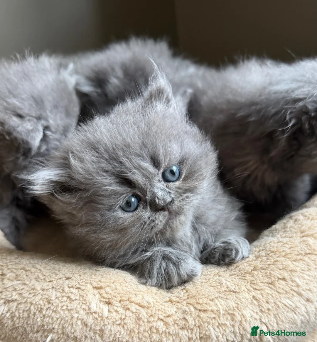 Persian cats for sale: Beautiful Persian kittens  - Advert 2