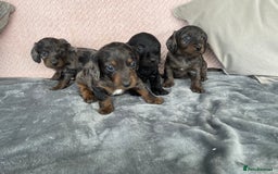 Doxiepoo dogs for sale: Beautiful Doxipoos - Image 4