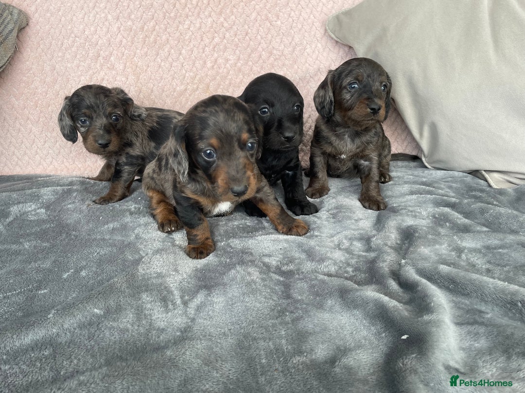 Doxiepoo dogs for sale: Beautiful Doxipoos - Image 4