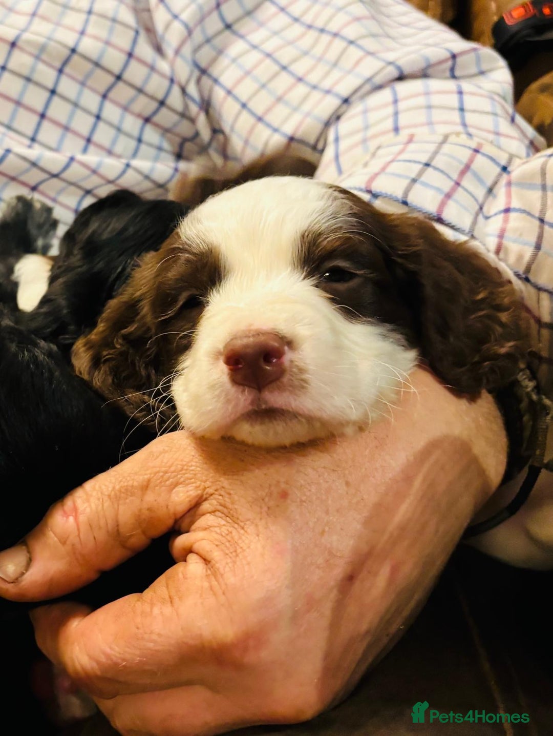 Mixed Breed dogs for sale: Flat coat retriever/spaniel x sprocker  - Advert 12