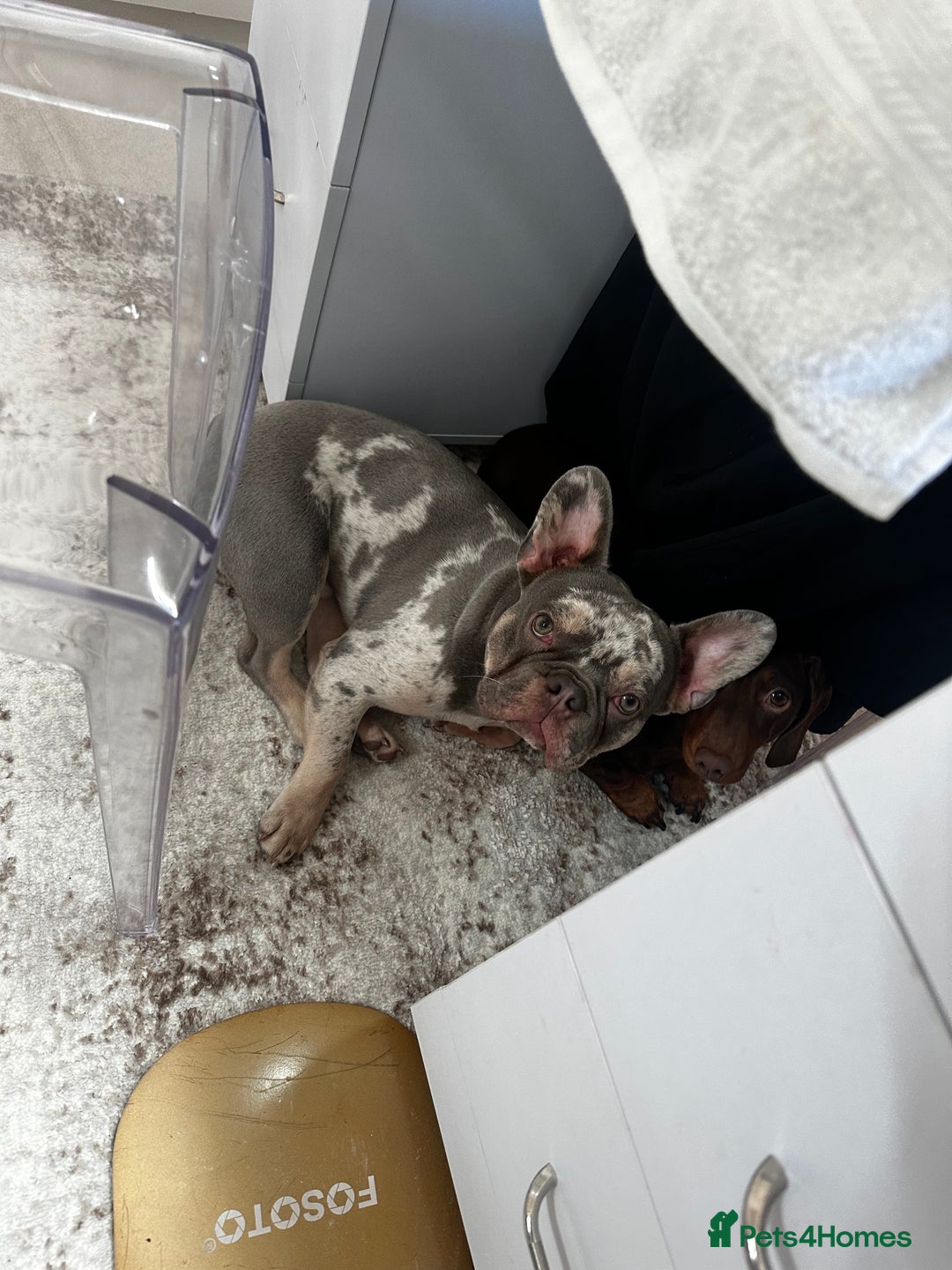 French Bulldog dogs for stud: 🔥PABLO🔥Male stud please read description!!  - Image 4