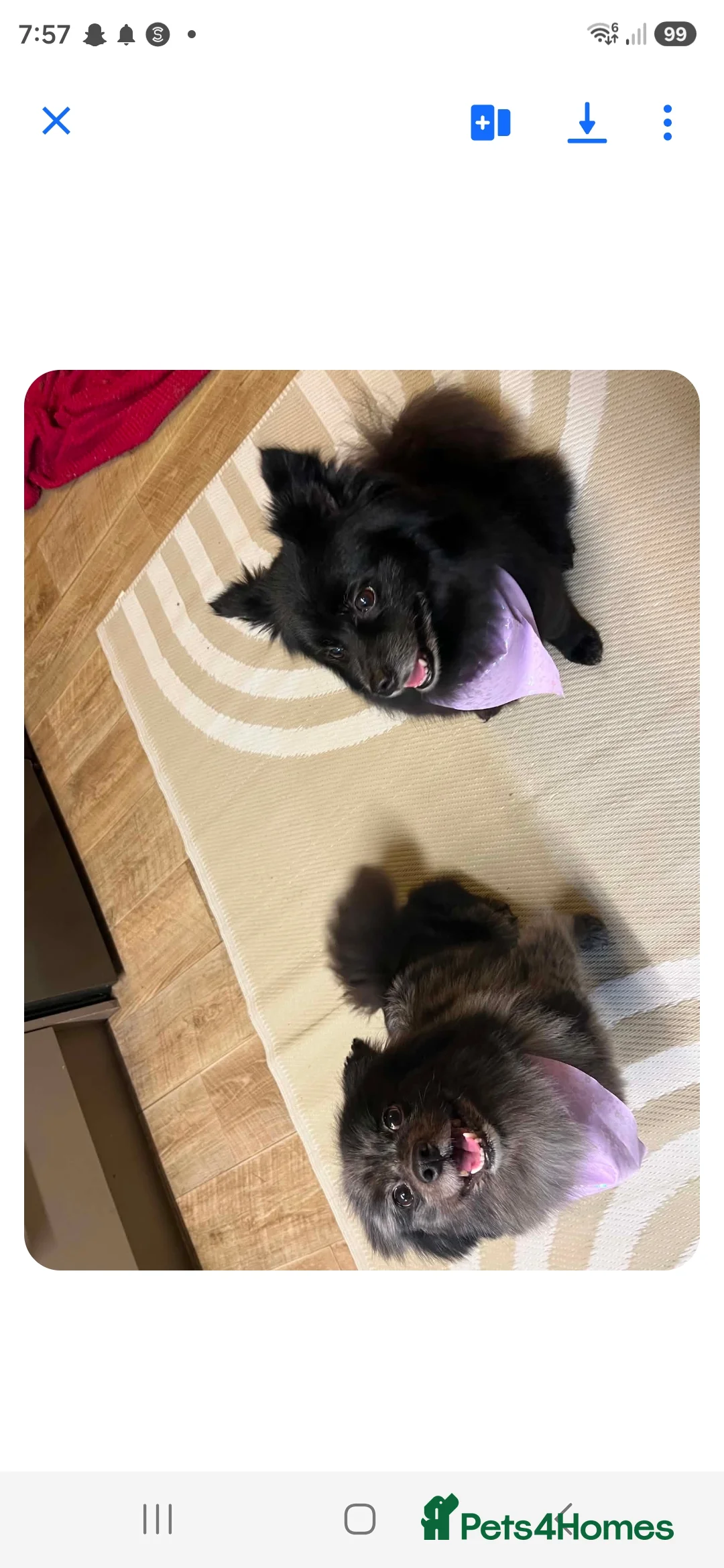 Pomeranian dogs for sale: Mr b greenhalgh  - Advert 2