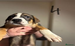 Mixed Breed dogs for sale: 8 week old German shepherd/ Labrador cross pups   - Image 11