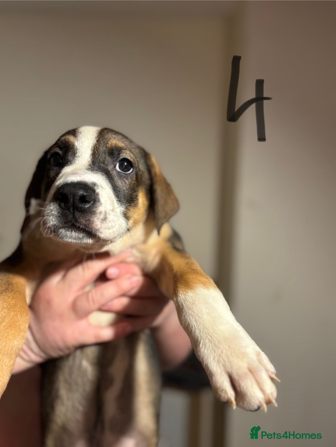 Mixed Breed dogs for sale: 8 week old German shepherd/ Labrador cross pups   - Image 11
