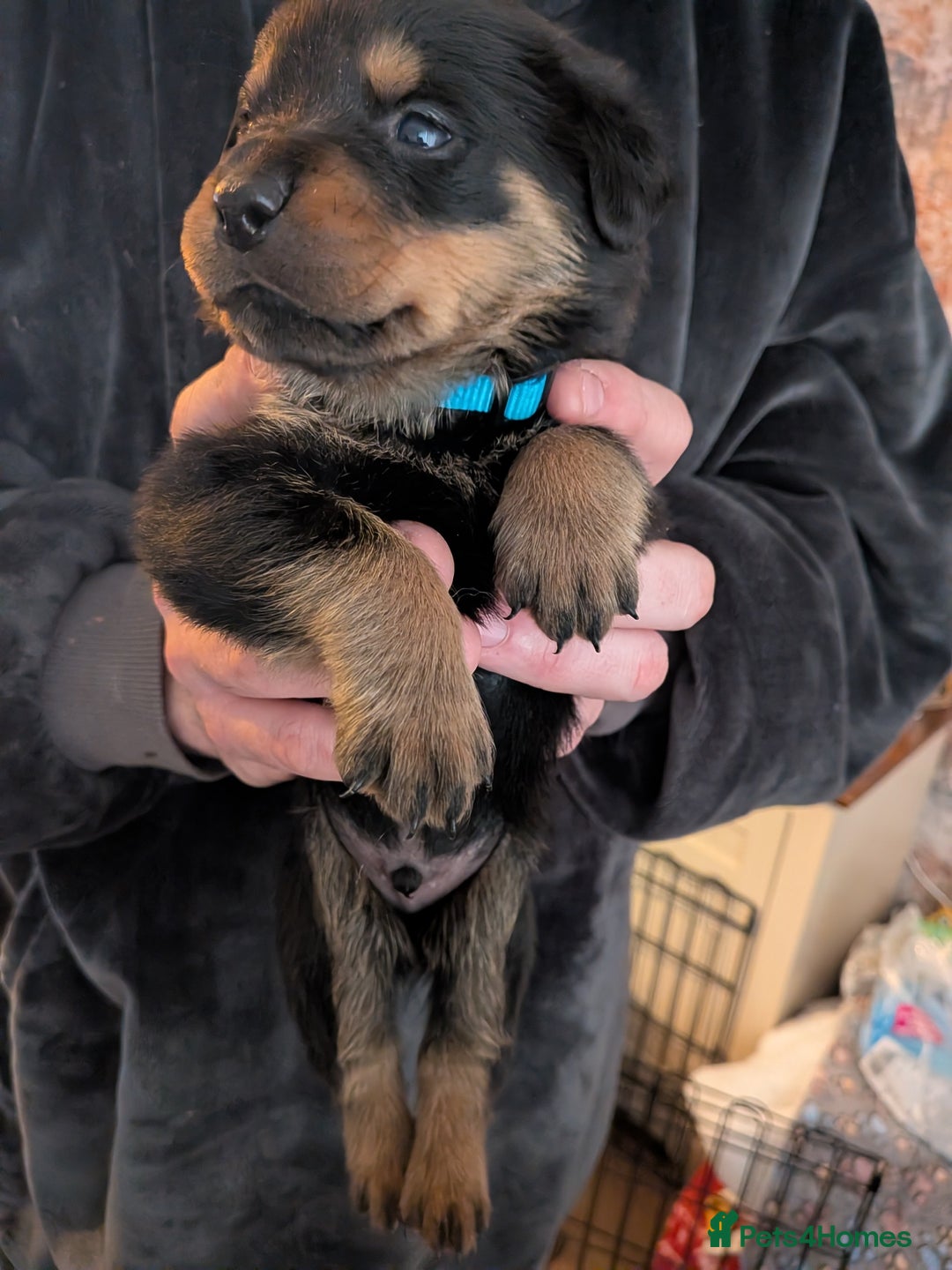 Rottweiler dogs for sale: ⭐ Rottweiler ⭐ - Advert 17