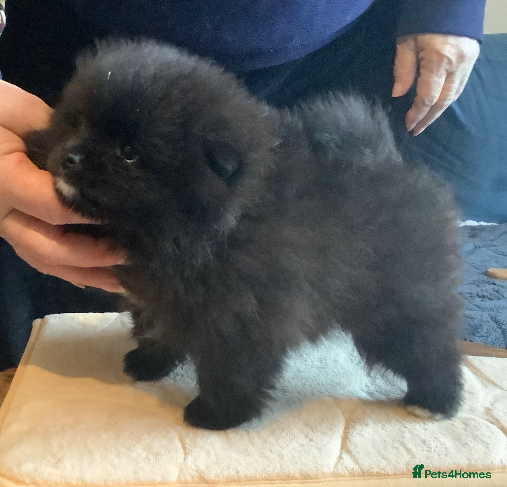 German Spitz dogs Two Registered Klein Puppies - Advert 1