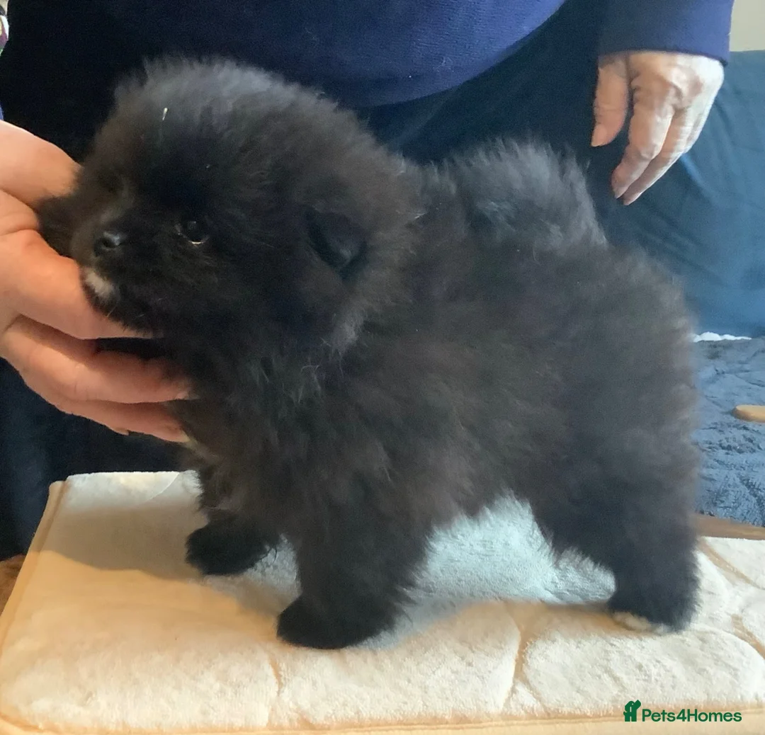 German Spitz dogs for sale: Two Registered Klein Bitch Puppies in Shrewsbury - Advert 2