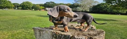 Miniature Dachshund dogs for stud: ⭐️KING PIRI (BLUE AND TAN) KC REG PROVEN Stud⭐️ in Bromley - Advert 8