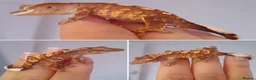 Gecko reptiles for sale: Various Crested Geckos for sale, £50 each - Advert 3