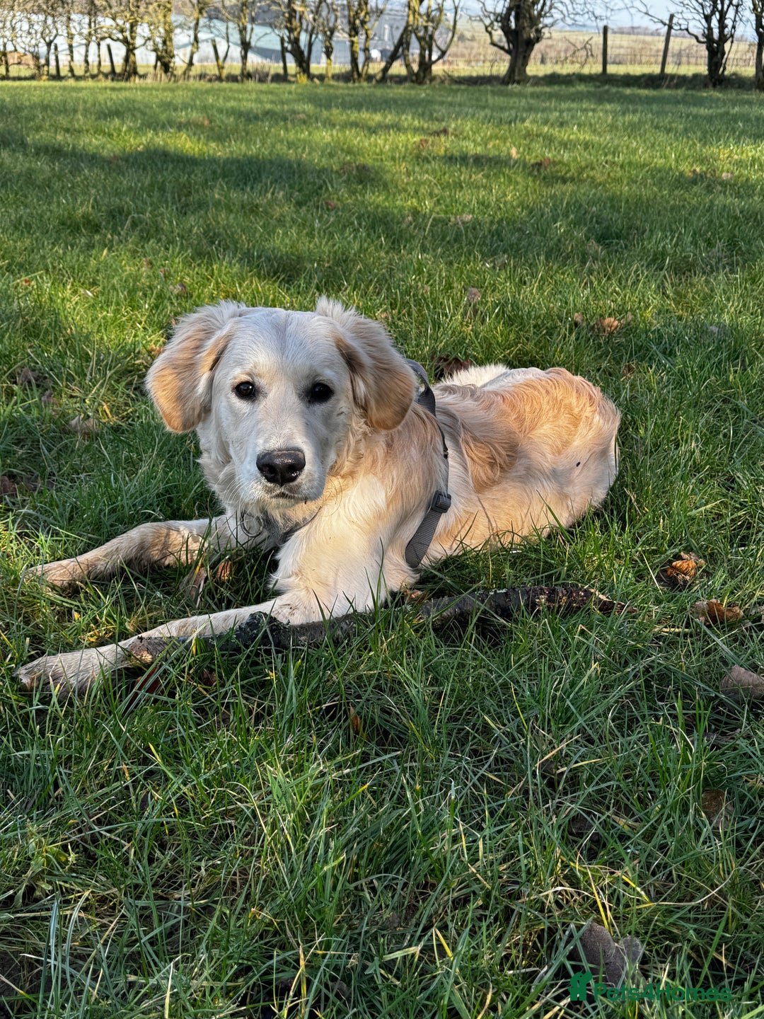 Golden Retriever dogs for sale: Arlo  - Image 4