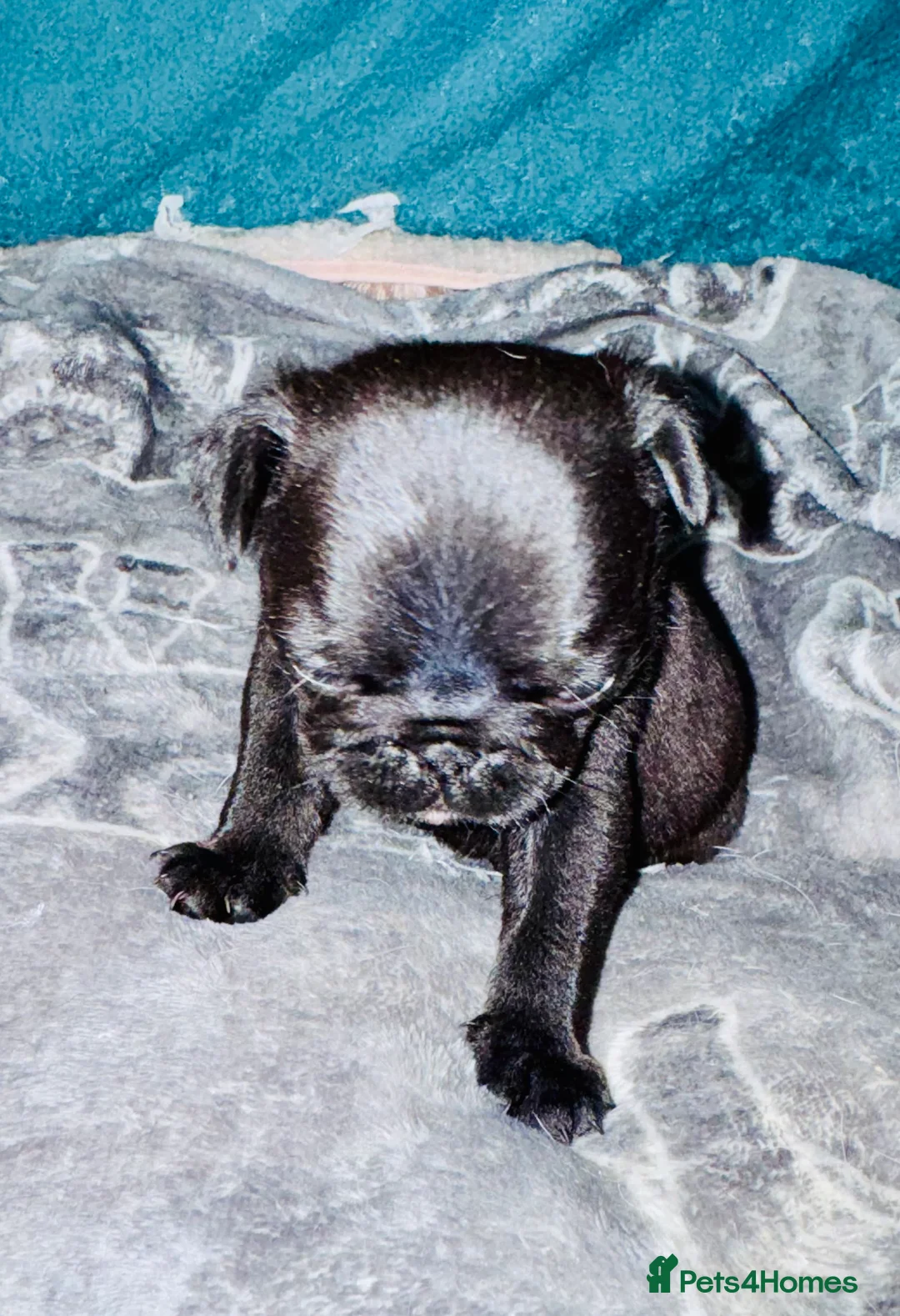 Pug dogs for sale: Pug puppies  - Advert 4