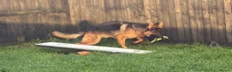 German Shepherd dogs for sale: Stunning male German shepherd for sale - Advert 7