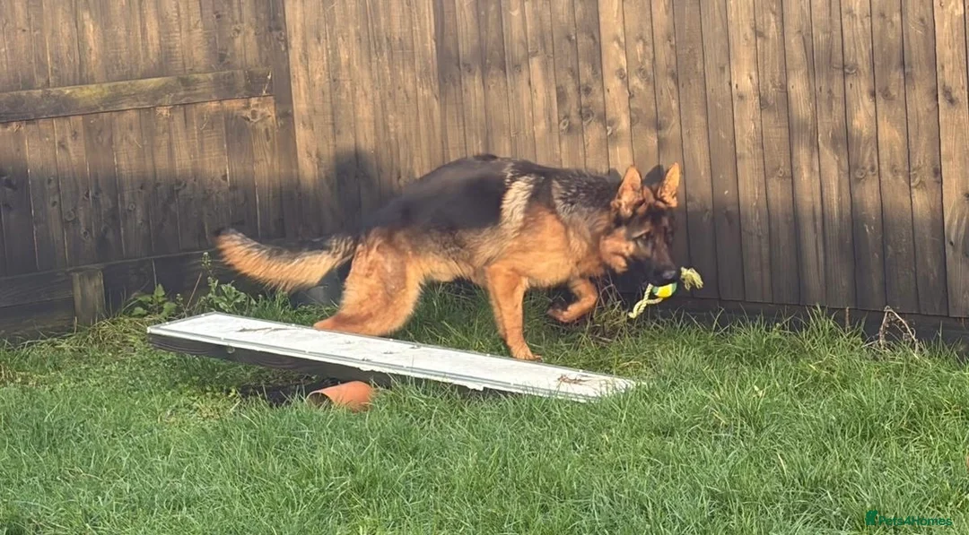 German Shepherd dogs for sale: Stunning male German shepherd for sale - Advert 7