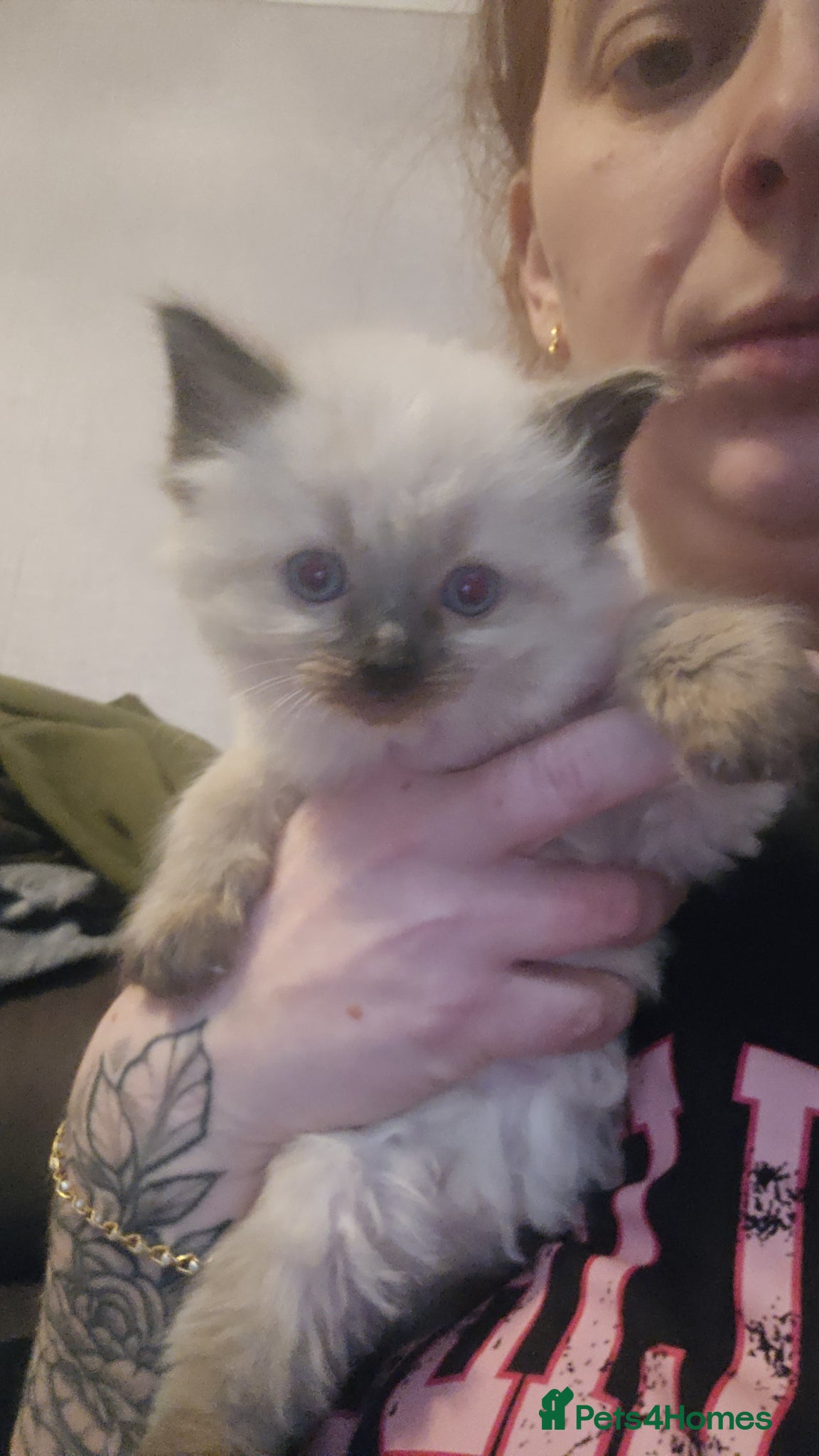 Ragdoll cats 2 beautiful ragdoll boys left  - Advert 2