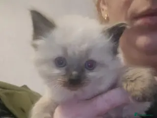 Ragdoll cats 2 beautiful ragdoll boys left - Advert 2