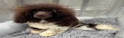 Toy Poodle dogs for stud: KC REG EXTENSIVELY HEALTH TESTED PARTI STUD  - Advert 1