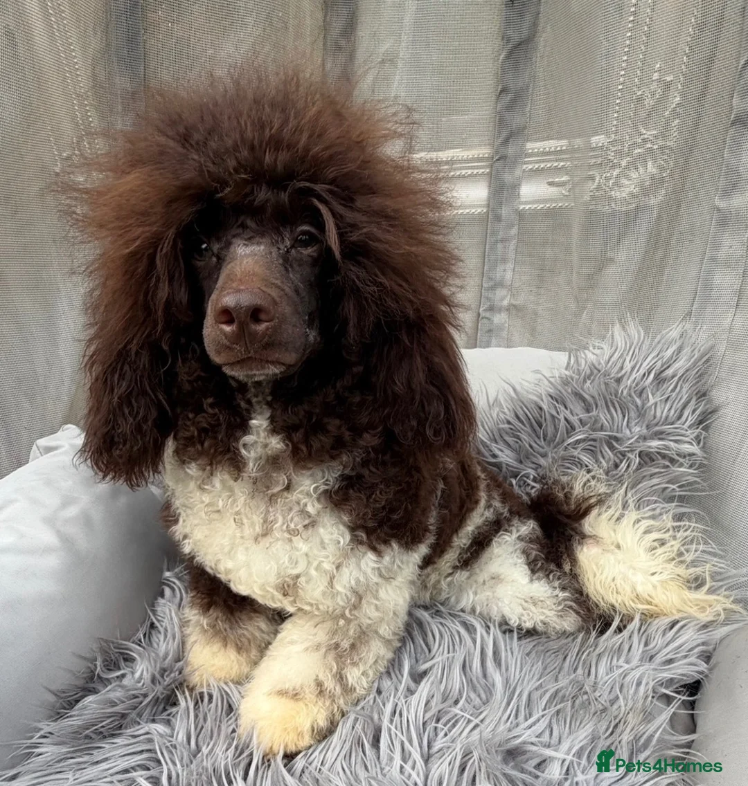 Toy Poodle dogs for stud: KC REG EXTENSIVELY HEALTH TESTED PARTI STUD  - Advert 1