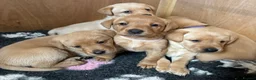 Labrador Retriever dogs for sale: Beautiful Labrador Puppies - Advert 3
