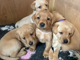 Labrador Retriever dogs Beautiful Labrador Puppies - Advert 8