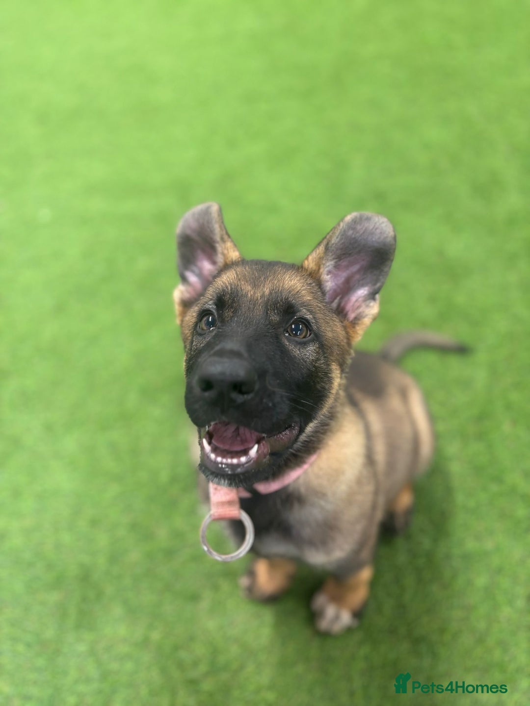 German Shepherd dogs for sale: German Shepherd for sale   - Advert 3