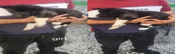 Akita dogs for sale: 2 Female KC American Akitas  in Alness - Advert 4