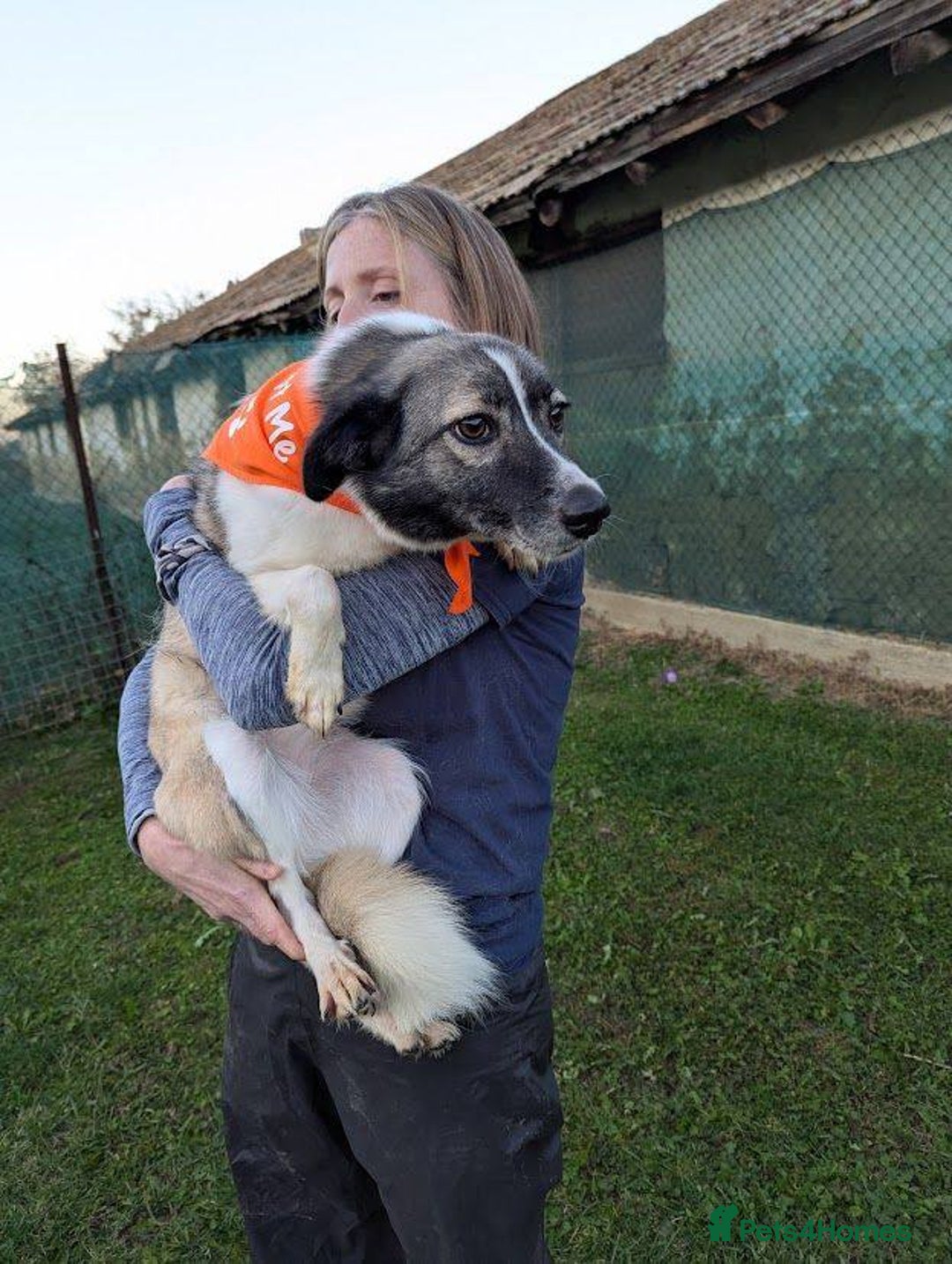 Mixed Breed dogs for adoption: Kiki for adoption - Advert 4