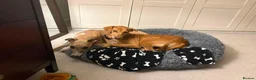 Mixed Breed dogs for sale: Gecko needs a very special home in Liss - Advert 5