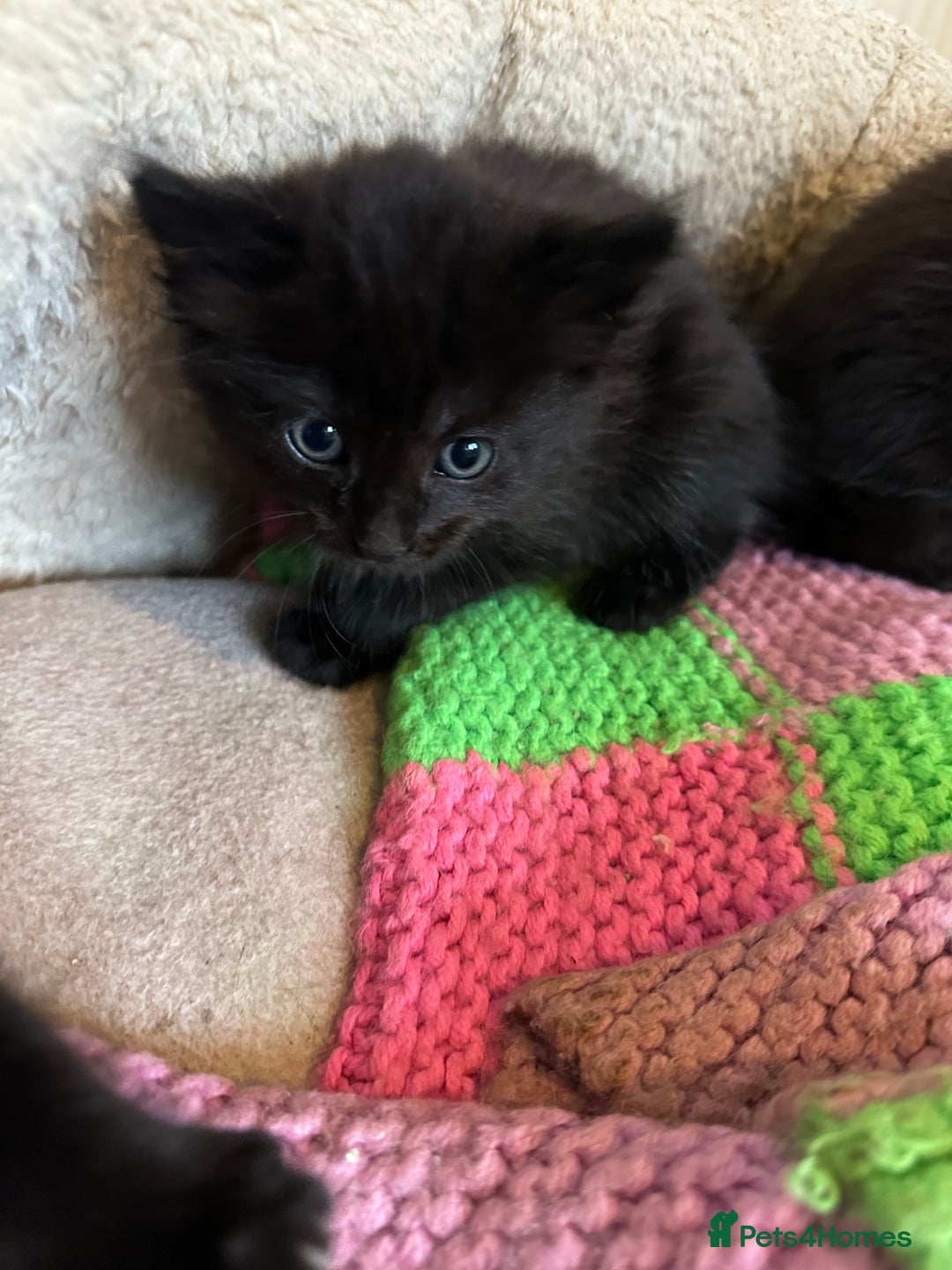 Mixed Breed cats for sale: Beautiful litter off kittens  - Image 40