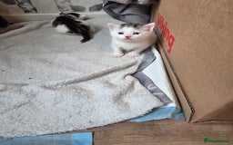 British Shorthair cats for sale: Kittens - Image 1