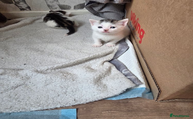 British Shorthair cats - Advert 10
